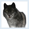 cute wolf