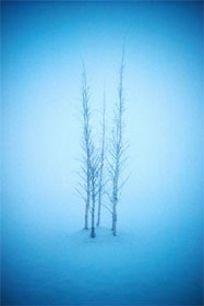 Frost Trees